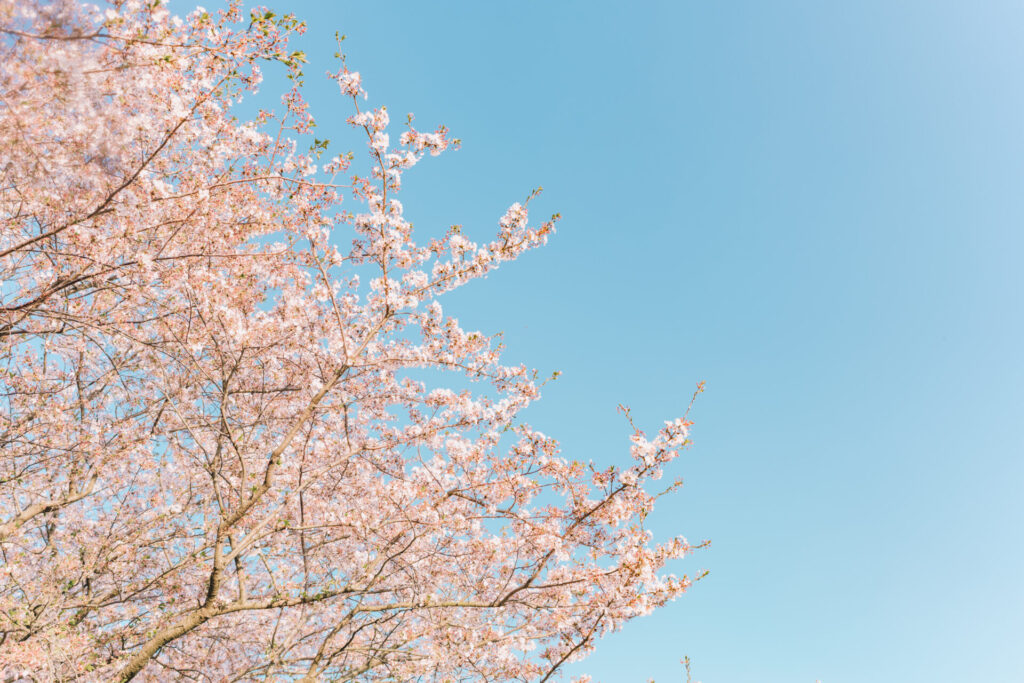 桜の写真